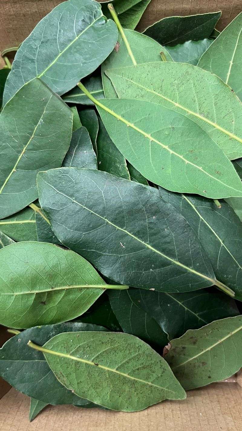 Bay Leaves: Aromatic Ant Defense