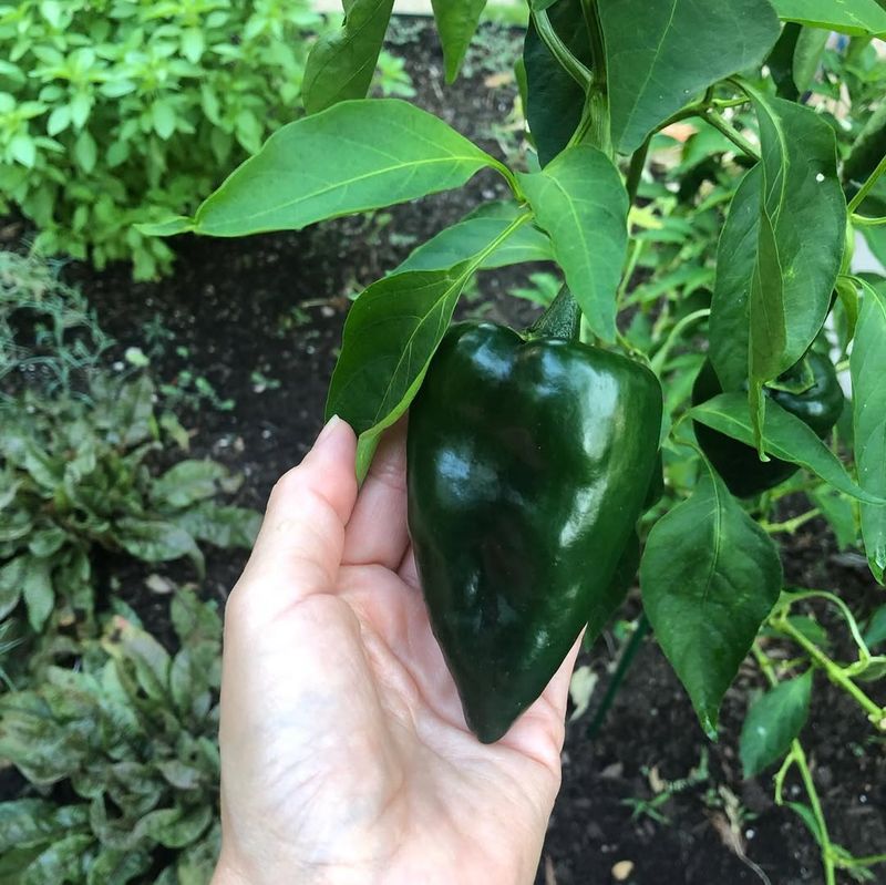 Poblano - Mild and Meaty
