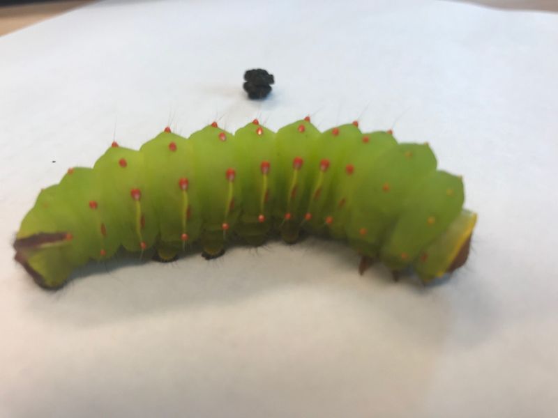 Polyphemus Moth Caterpillar
