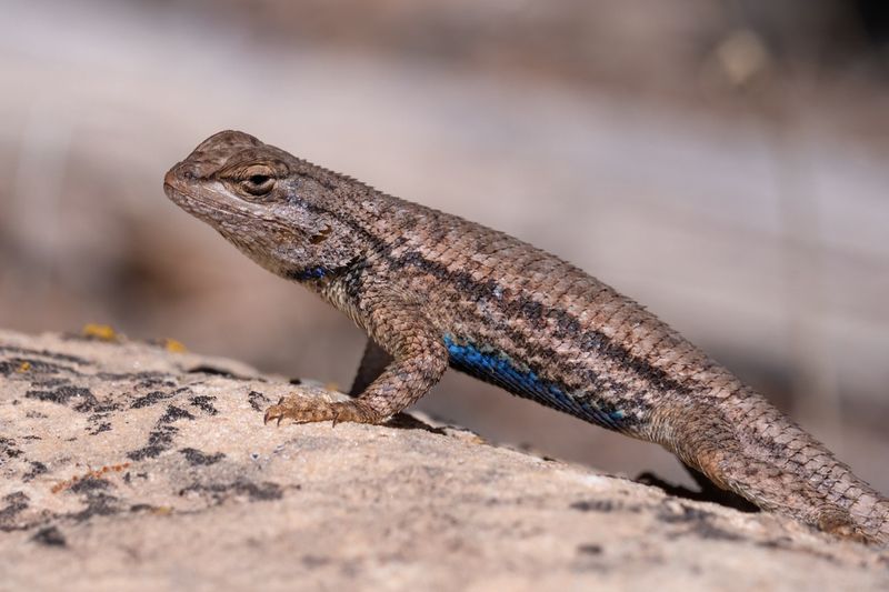 Fence Lizards