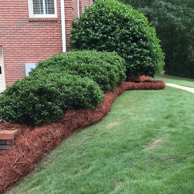 Pine Straw
