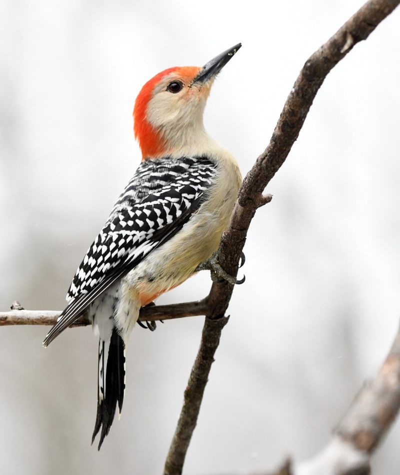 Red-bellied Woodpecker