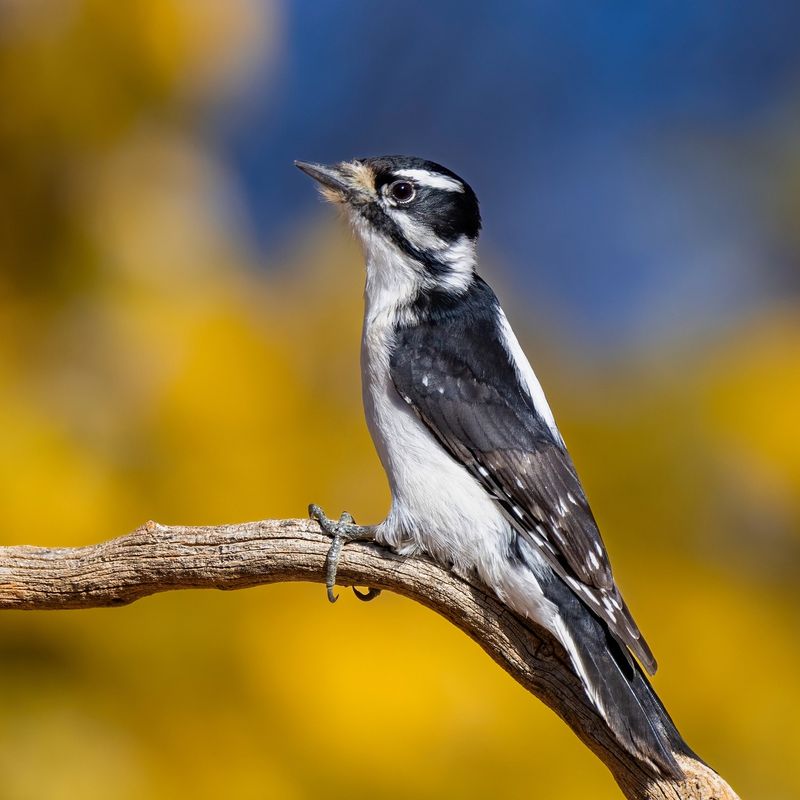 Downy Woodpecker