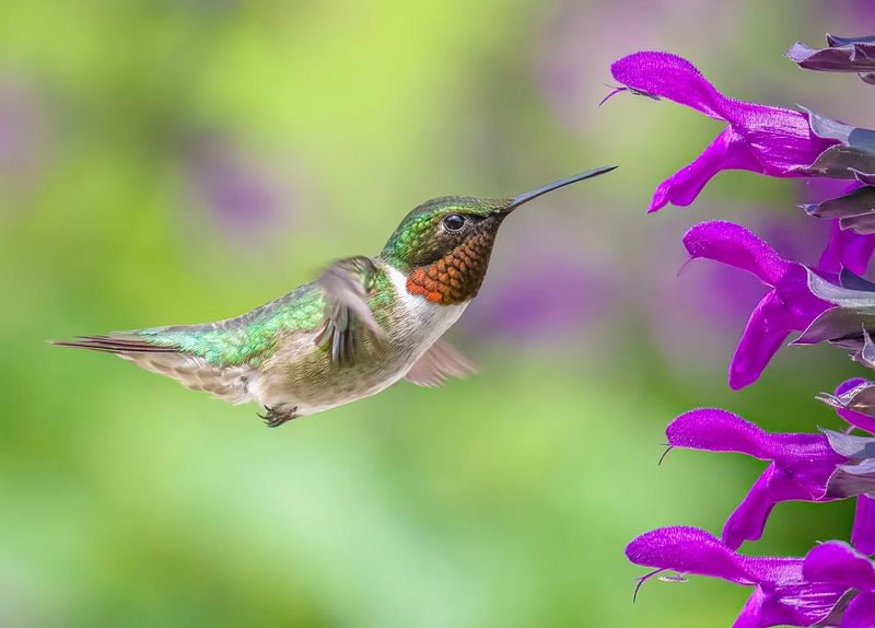 Ruby-throated Hummingbird