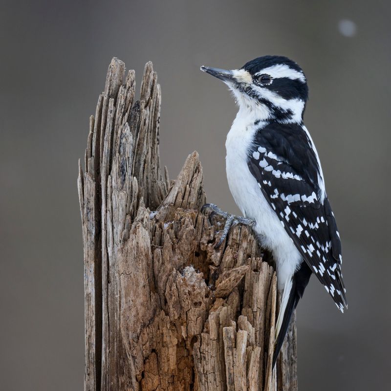 Downy Woodpeckers