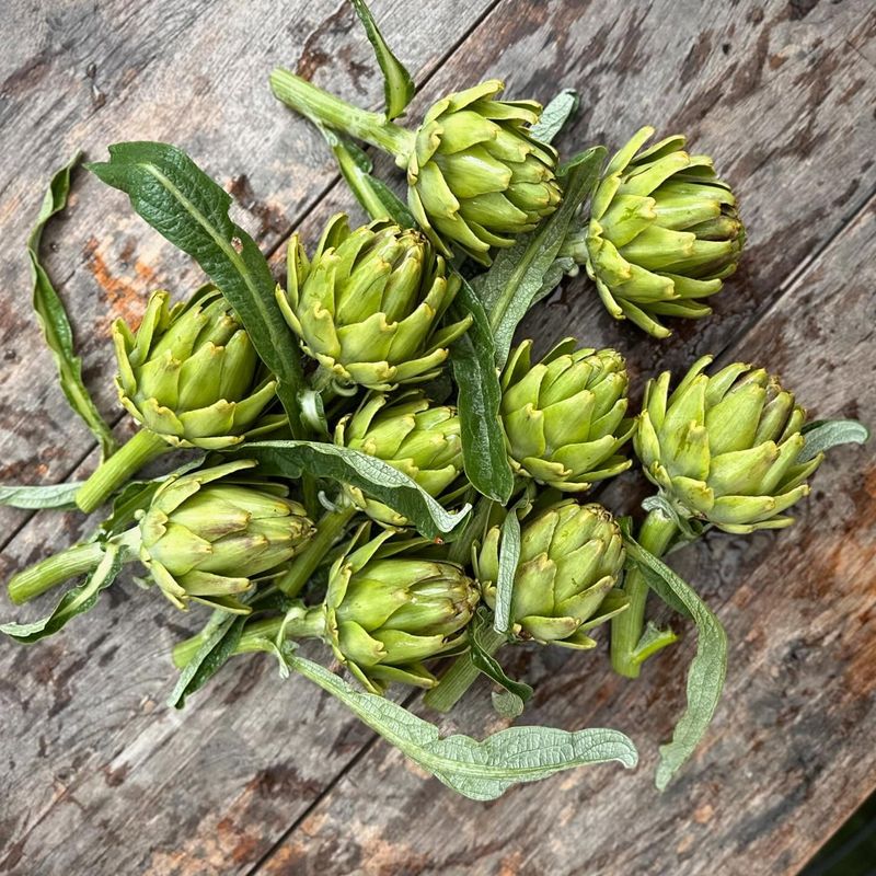 Artichokes