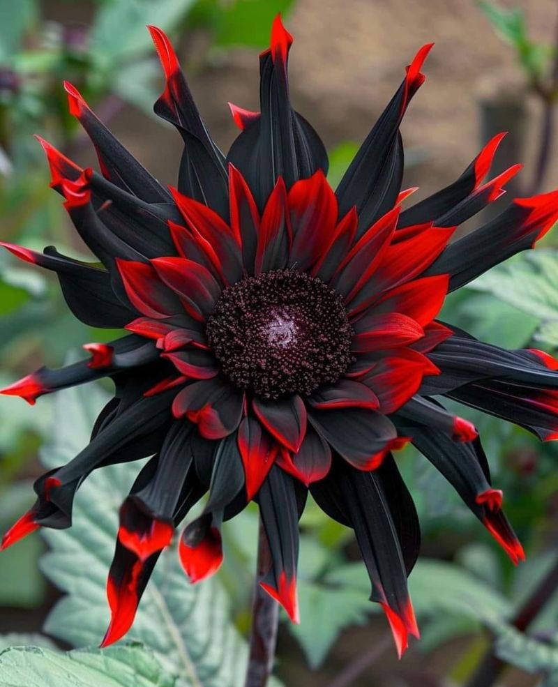 Lunastrum Sunflower