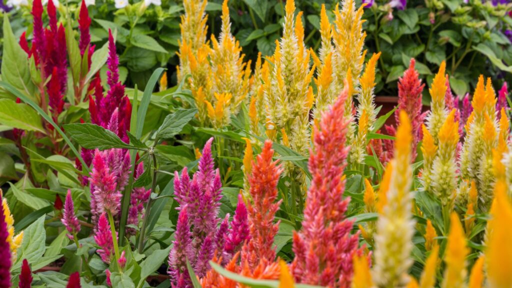 celosia flower