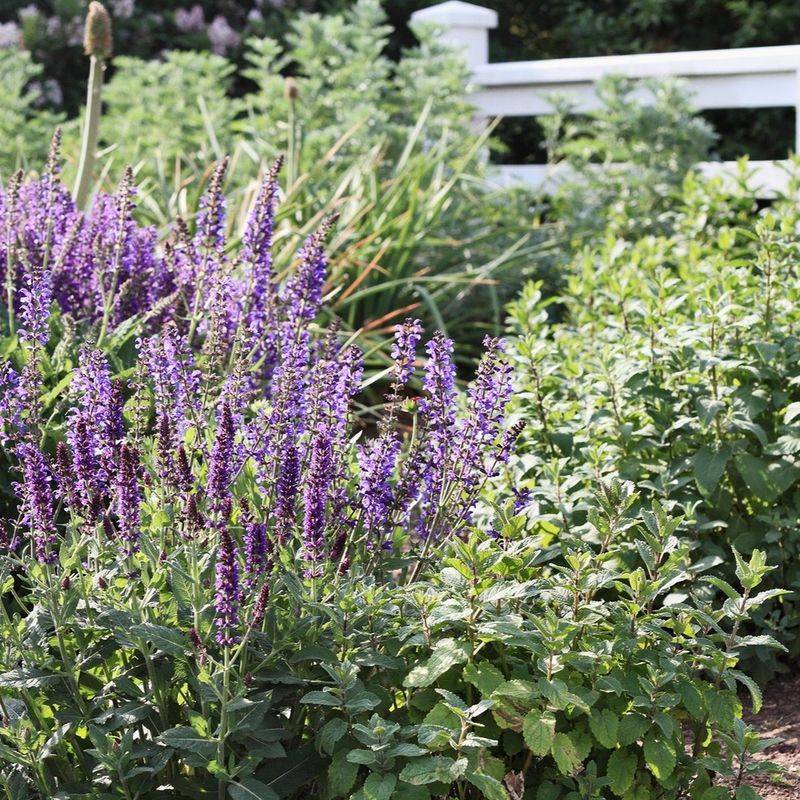 Annual Salvia