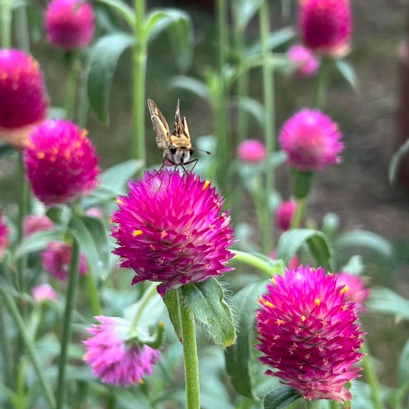Globe Amaranth (Gomphrena)