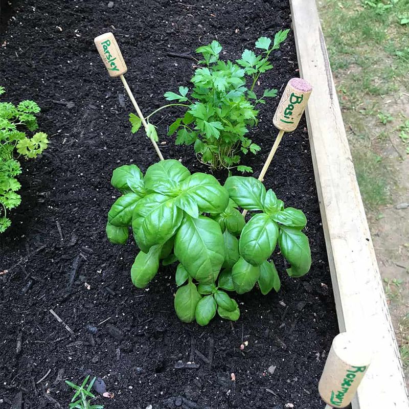 Wine Cork Plant Markers