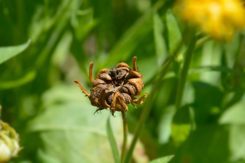 Seed Head Formation Visible