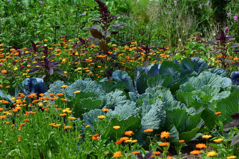 Near Companion Plants That Repel Pests