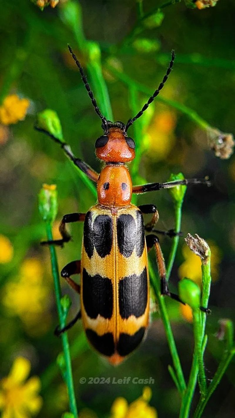 Blister Beetle