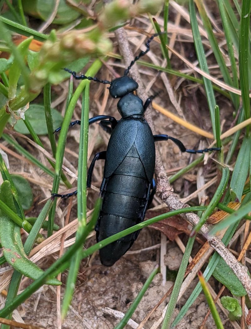 Blister Beetles
