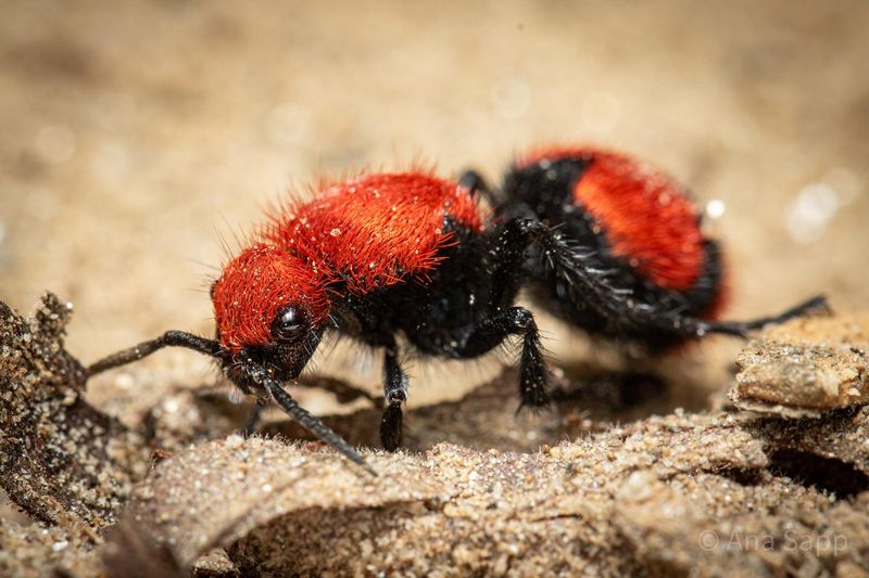 Velvet Ants