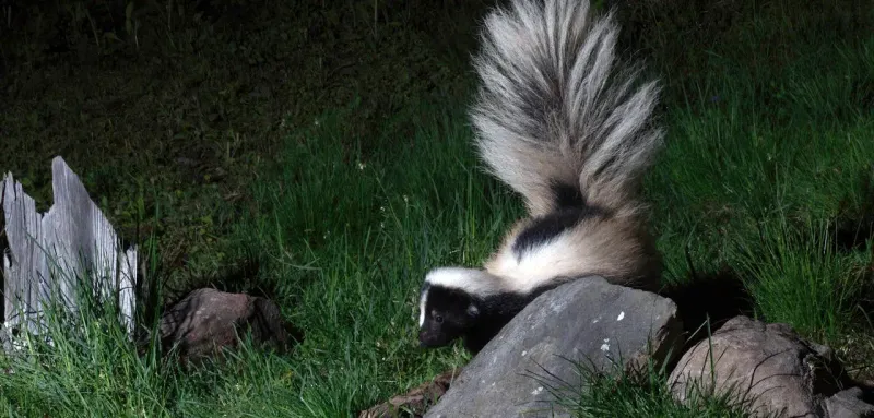Skunks