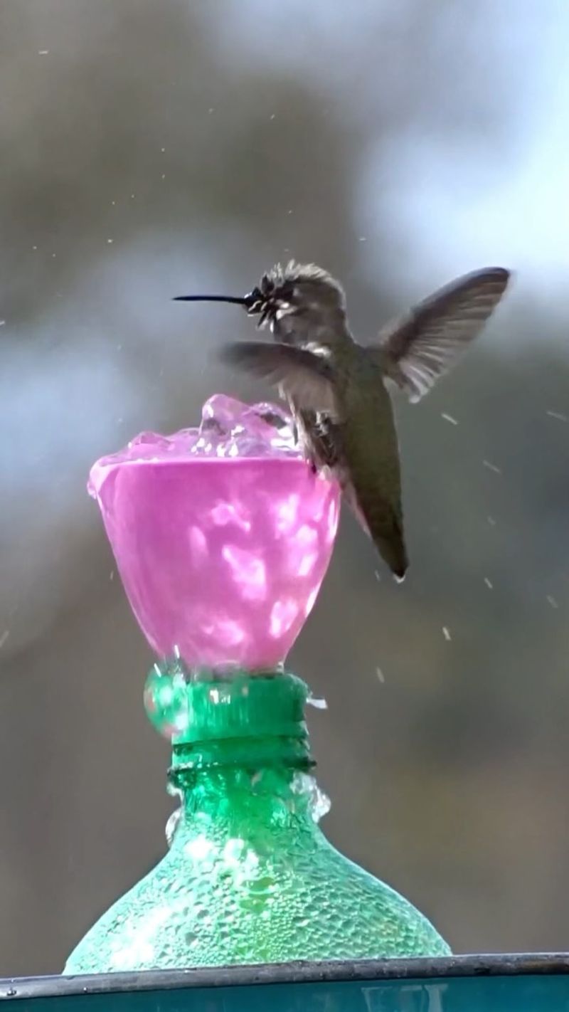Bottle Fountain Birdbaths