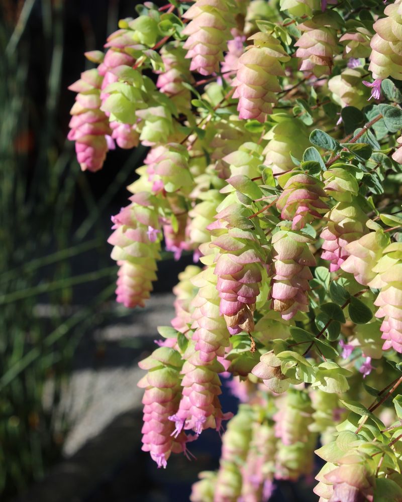 Origanum