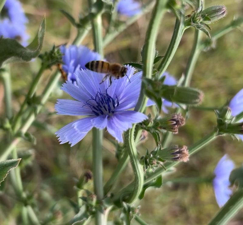 Chicory