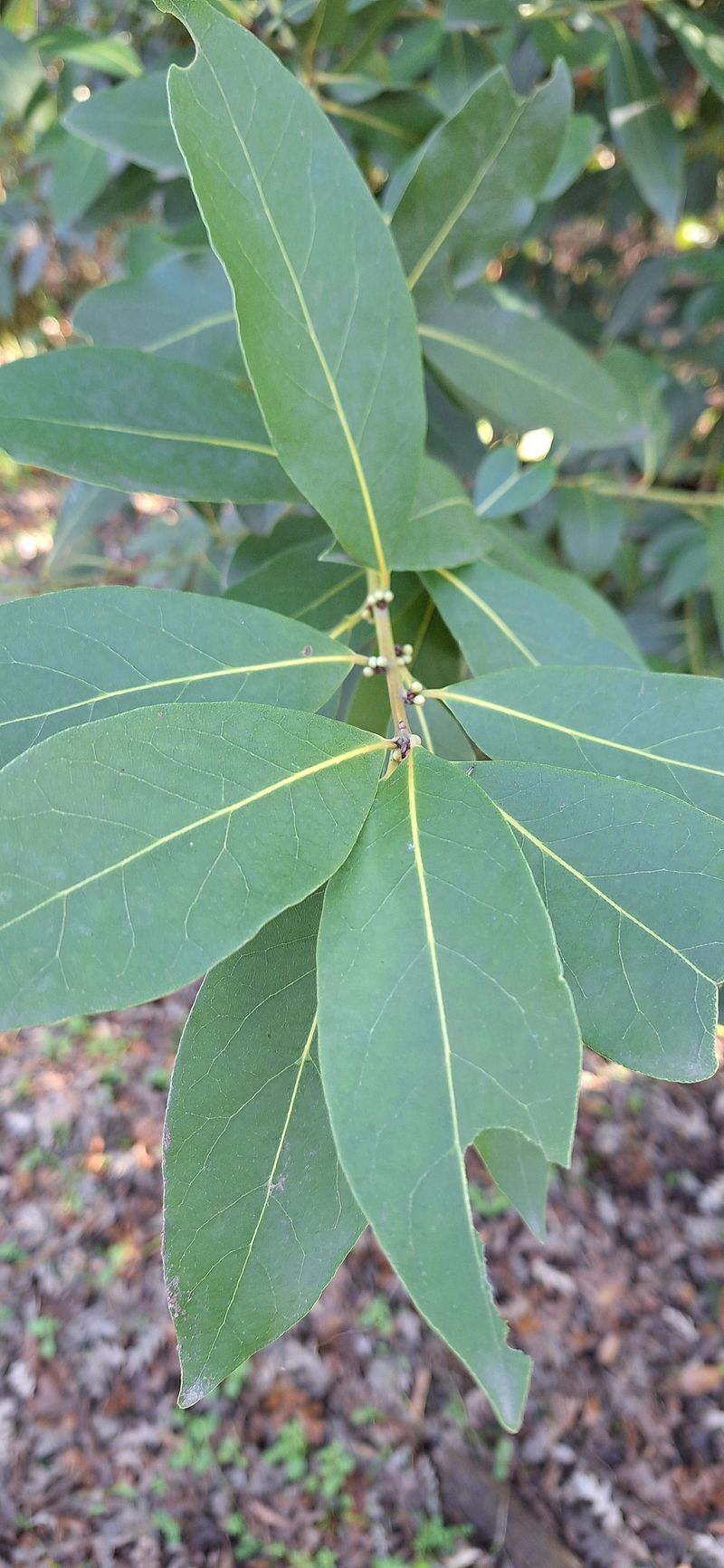 Bay Leaves Placement