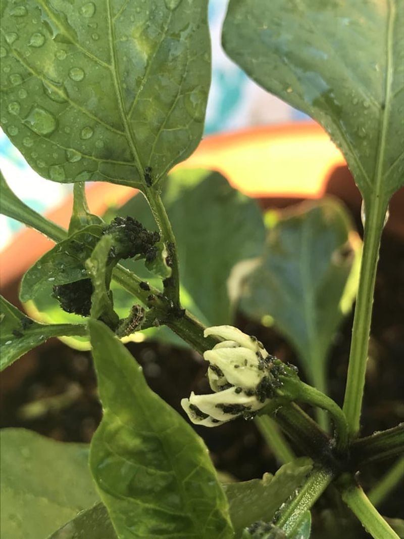 Cayenne Pepper: Spicy Ant Barrier