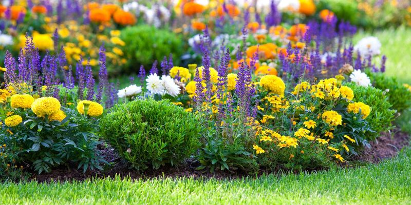 Tansy's Insect Management