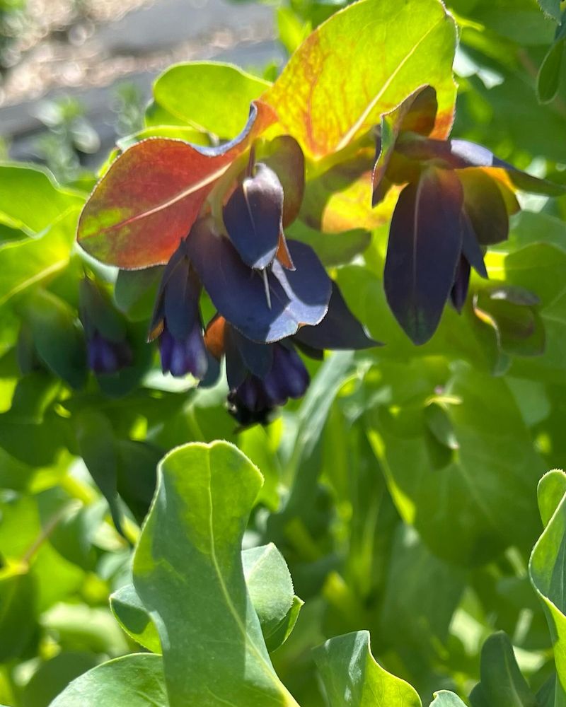 Cerinthe