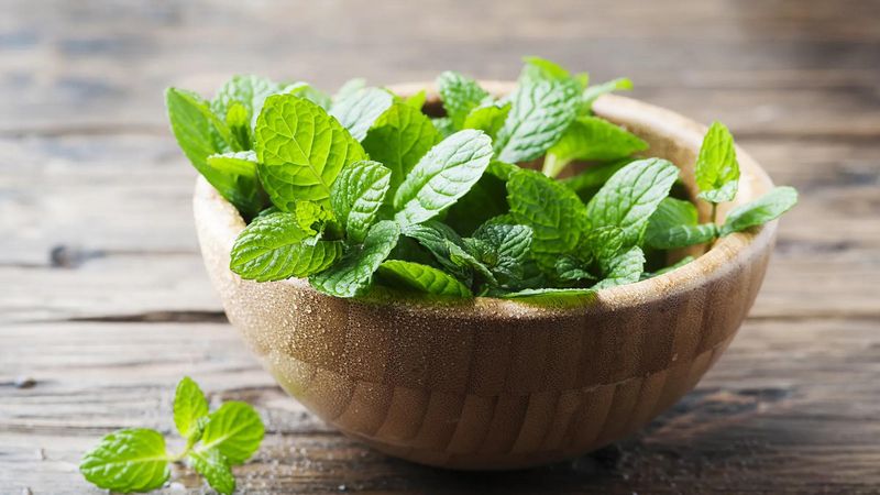 Mint Aromas Confuse and Repel Destructive Pests