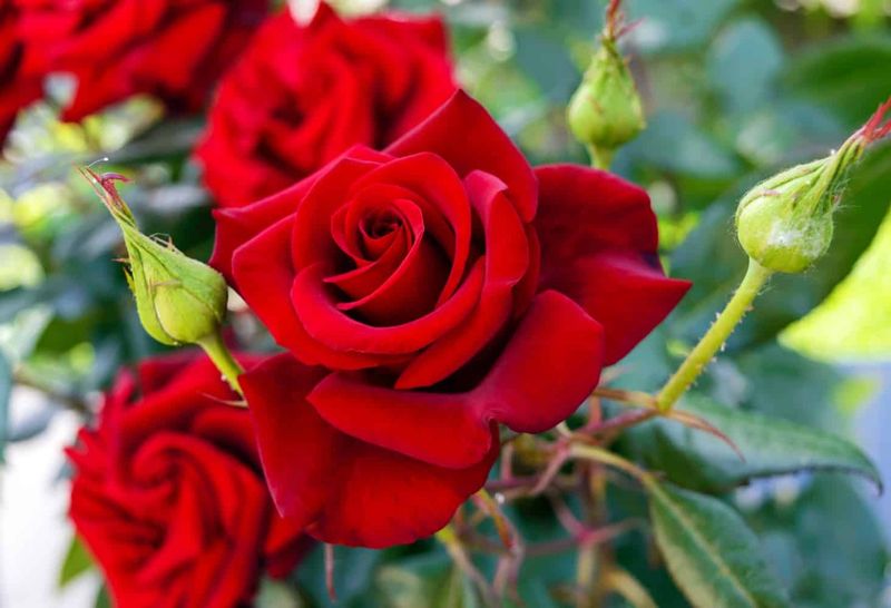Roses: The Queen of Edible Flowers