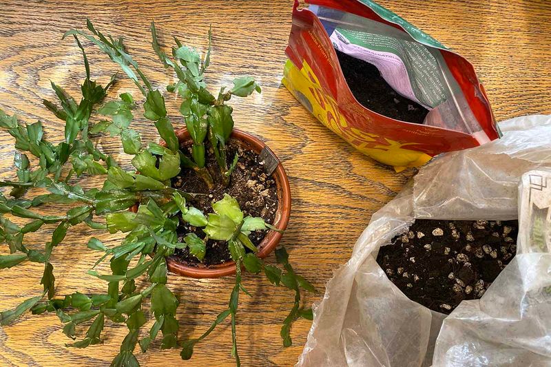 Rushing The Repotting Process