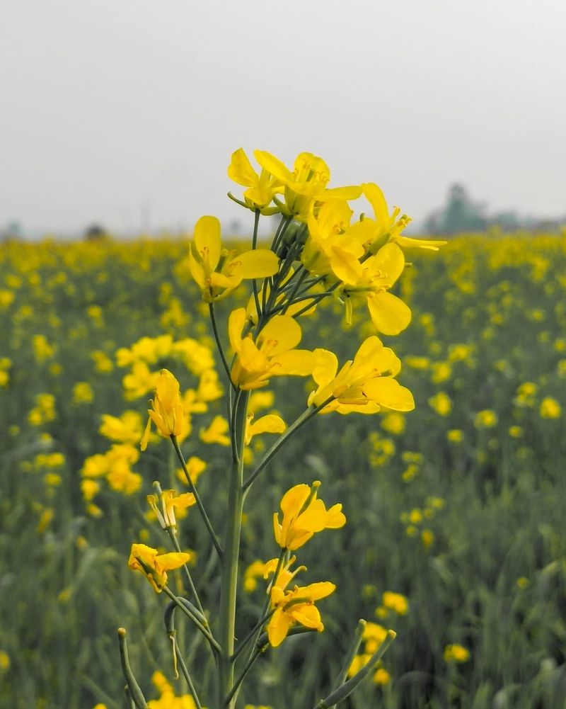 Mustard