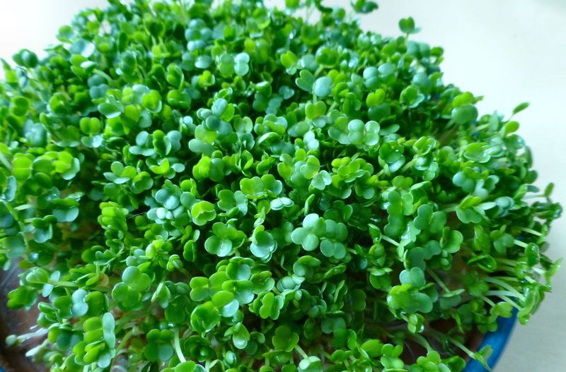 Charming Chia