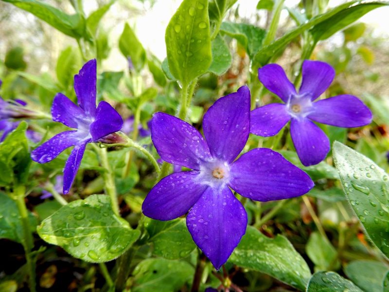 Vivacious Violets