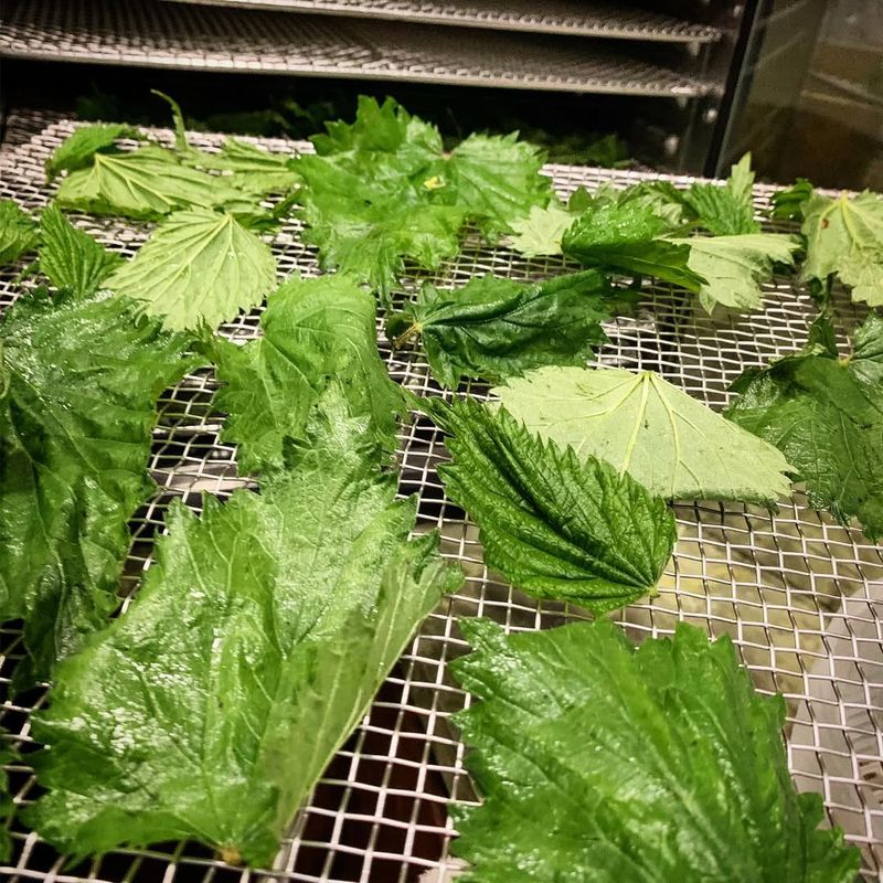 Consider A Dehydrator For Speed