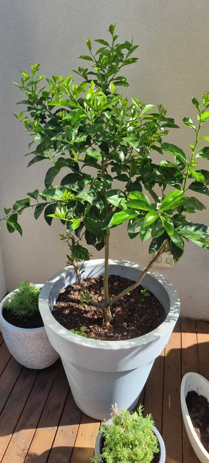 Feed With The Right Fertilizer