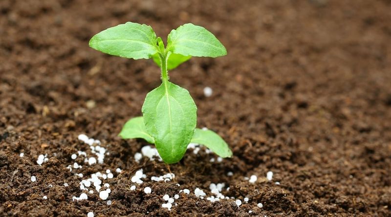 Adjust Your Fertilizing Routine