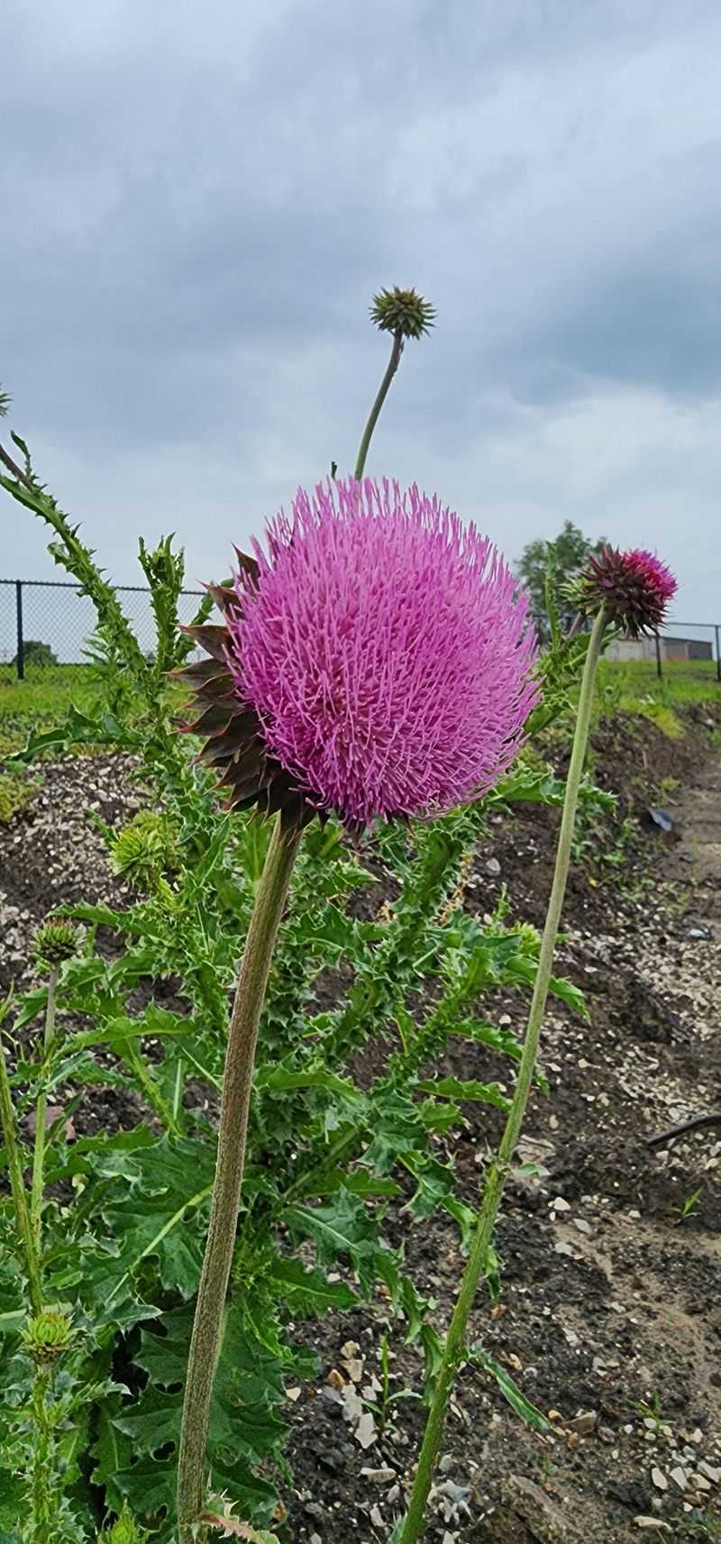 Look for Tall Stalks