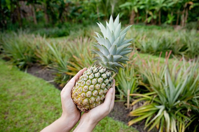 Observe the Size of the Crown