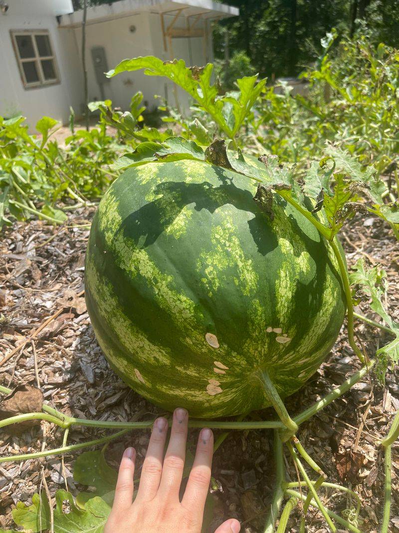 Store Whole Melons Properly