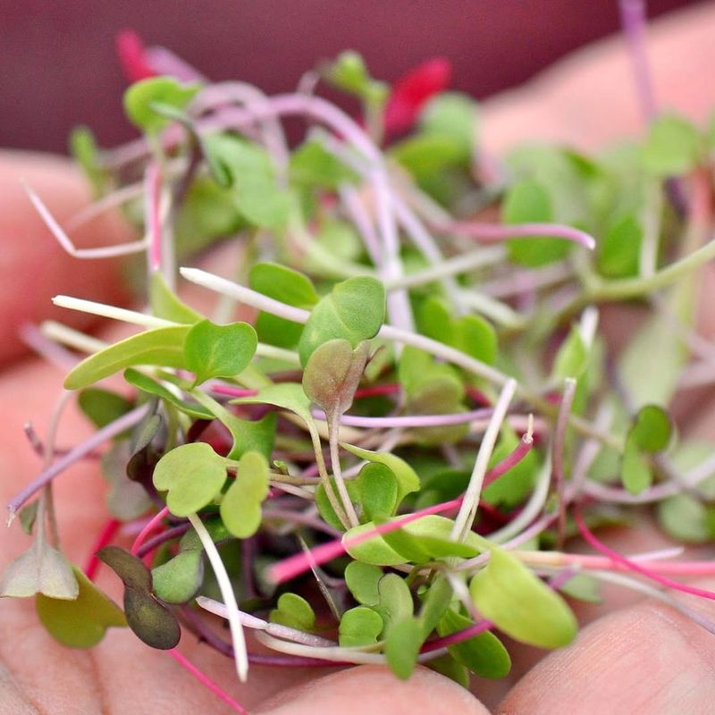 Mighty Microgreens