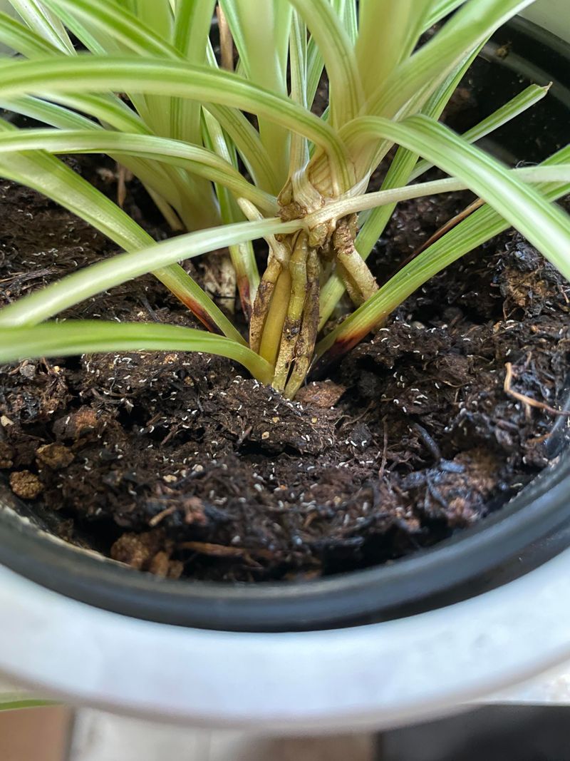 Pest Infestation