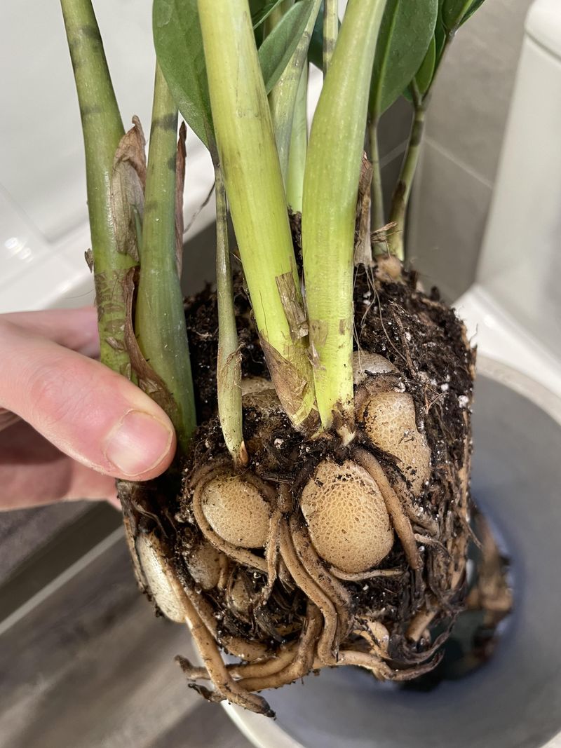 Rhizome Problems