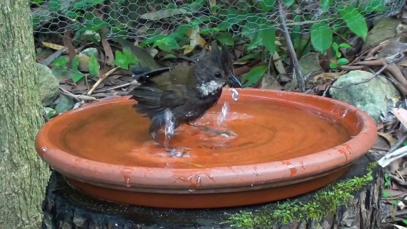 Dust Bathing Spots