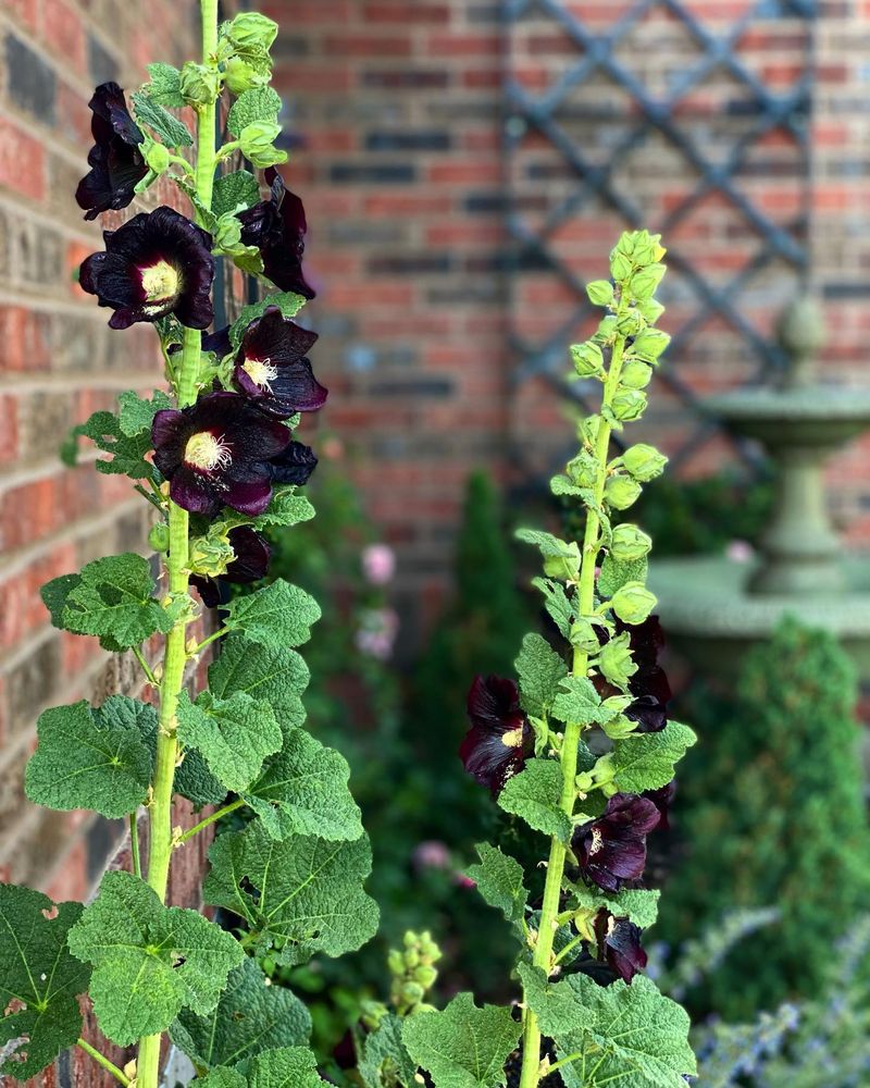 Black Hollyhocks