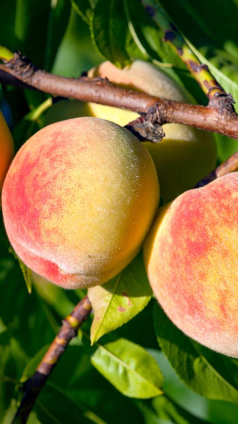 Peaches