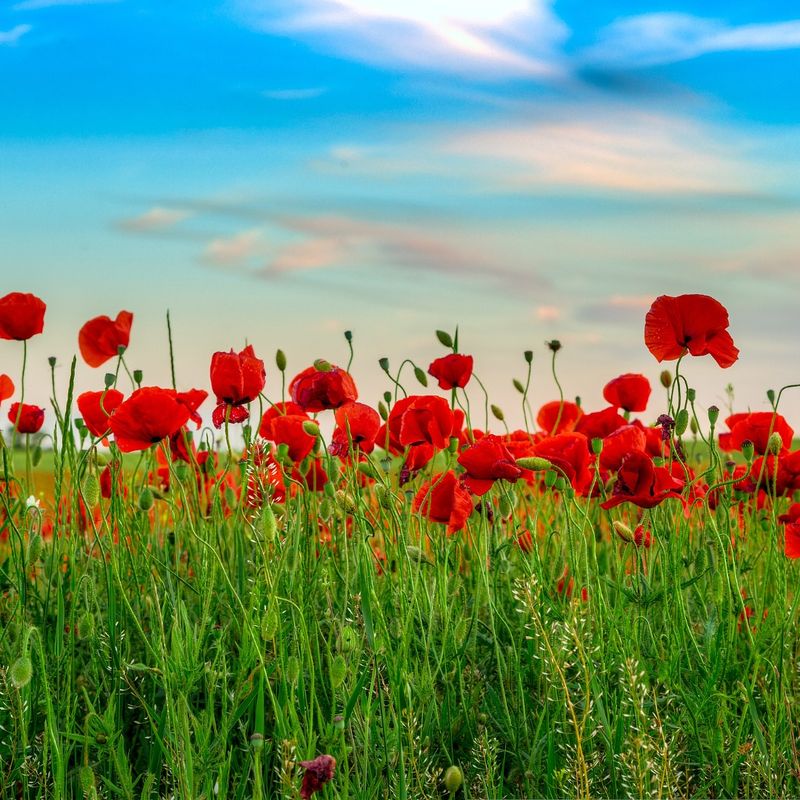 Poppies