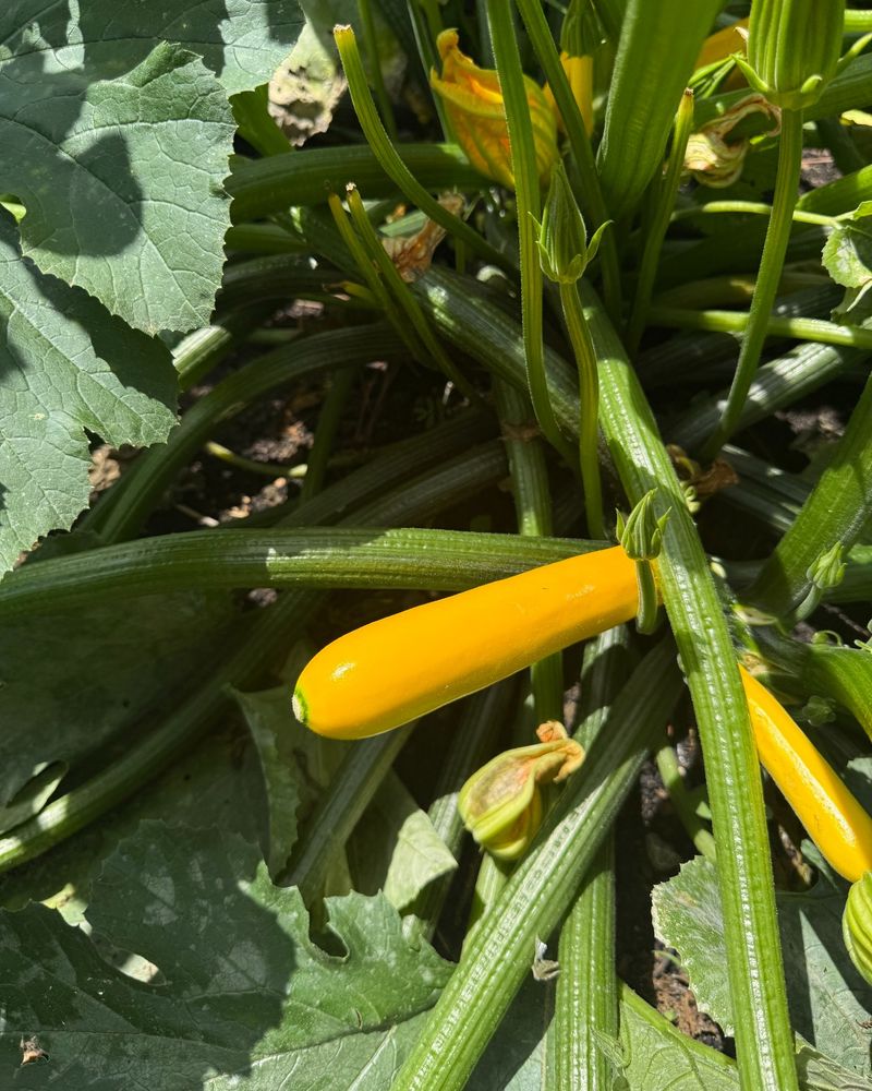 Summer Squash