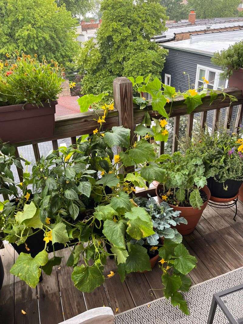 Bush Cucumbers