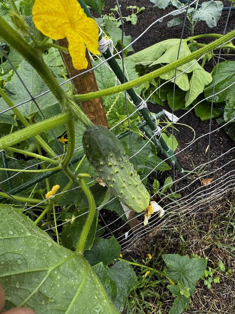 Bush Cucumbers - Space-Saving Alternatives